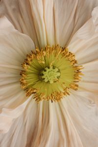 Kaboompics - Beautiful bouquet - flower arrangement - floral composition