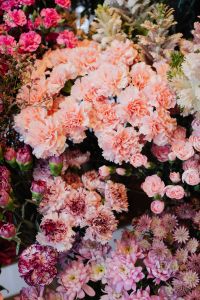 Various colors of Dianthus, carnation