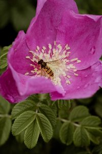 Kaboompics - Wasp in the wild rose