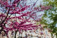 Kaboompics - Judas trees in blossom at springtime in Madrid, Spain