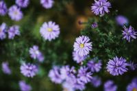 Kaboompics - Purple flowers close-ups