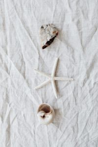 Kaboompics - seashells - white background