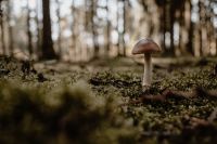 Kaboompics - Fungo - funghi - mushroom - moss