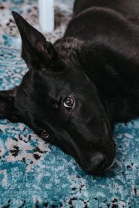 Black dog on a light blue carpet