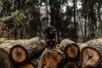 A small black dog is sitting on a pile of felled wood in the forest