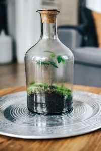Tiny little forest in a jar