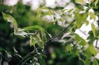 Kaboompics - Wet garden leaves
