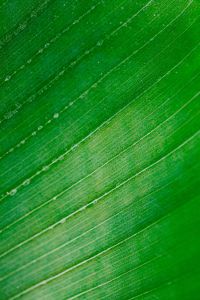Green leaf - macro
