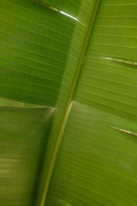 Kaboompics - Free Nature Backgrounds: Tropical Plants and Palms - Mediterranean Warm Tones Wallpapers