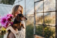 Kaboompics - A woman with beautiful colorful dahlia flowers, holding in her hands a dachshund dog