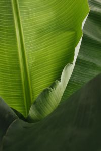 Banana Green Leaf Backgrounds