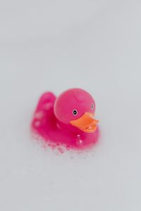 Pink rubber ducky in foam