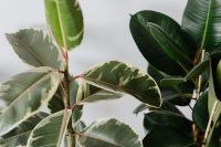 Ficus Elastica Robusta & Tineke
