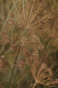Kaboompics - Dried Wildflowers in a Golden Field