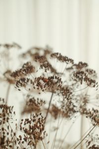 Kaboompics - Dried Floral Aesthetic Backgrounds - Natural Tones Free Stock Photos