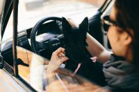 Kaboompics - Woman in the car with her dog