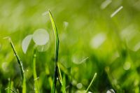 Kaboompics - Spring Grass