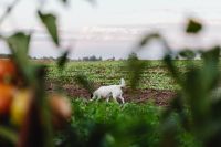 Kaboompics - A little white dog goes and sniffs the ground