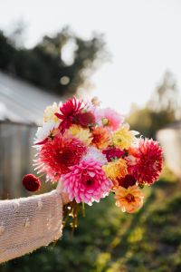 Beautiful colorful dahlia flowers