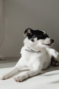 Black and white dog - puppy
