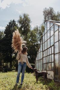 Kaboompics - The woman keeps the Pampas grass, next to her there is a Weimaraner dog