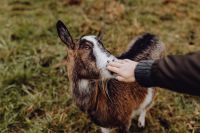 Kaboompics - A woman petting a lovely brown goat