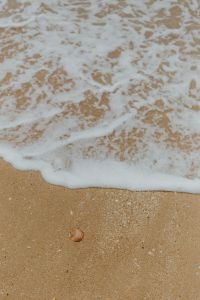 Kaboompics - Closeup of sand, shell and small wave