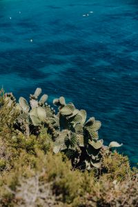 Prickly pear grows on a cliff by the sea