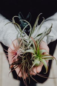 Kaboompics - Different types of Air Plants in womens hands