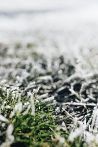 Kaboompics - Frost covered grass in the morning