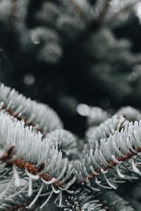 Frozen Spruce
