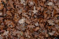 Kaboompics - Autumn leaves - shades of brown