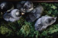 Kaboompics - Black baby chicks