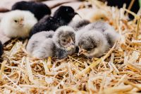 Kaboompics - Cute baby chickens