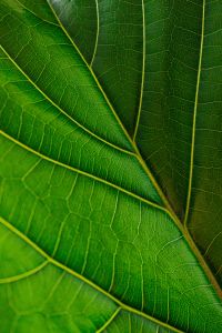 Green leaf - macro - ficus