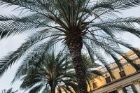 Kaboompics - Palm trees in Spain