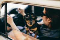 Kaboompics - Woman in the car with her dog