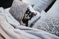 Kaboompics - Pillow with a dog on it