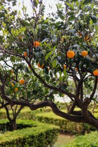 An orange tree in the garden of Villa Cimbrone in Ravello, Amalfi Coast, Italy