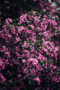 Kaboompics - Lovely pink flowers blooming from the tree branches