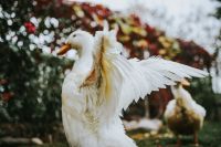 Kaboompics - White ducks on the grass
