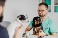 Kaboompics - Young male doctor with dog - vet