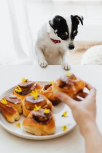 Kaboompics - Cute small dog smells cinnamon roll