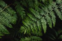 Kaboompics - Fern leaves
