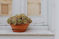 Kaboompics - A cactus in a pot on a window sill