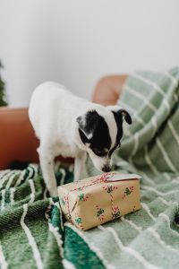 Christmas - a small dog with a gift on the sofa
