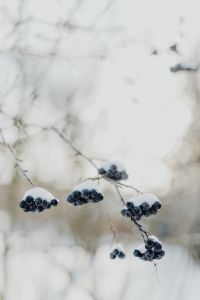 Kaboompics - Chokeberry on the branch covered with snow