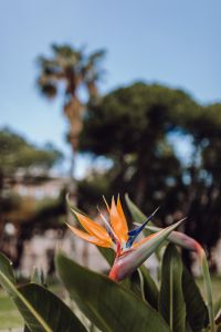 Kaboompics - Strelitzia reginae, commonly known as the crane flower or bird of paradise