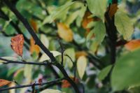 Kaboompics - Close-ups of leaves on trees