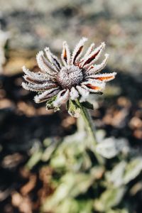 Kaboompics - Frozen flower